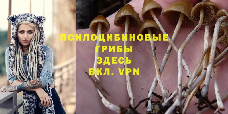 Псилоцибиновые грибы MAGIC MUSHROOMS  цены   Ижевск 