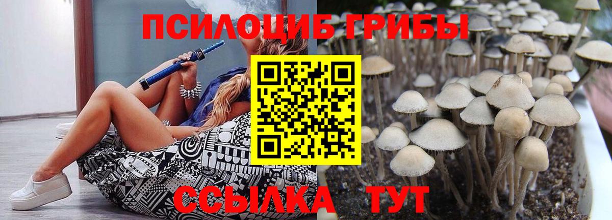 Псилоцибиновые грибы Psilocybe Ижевск
